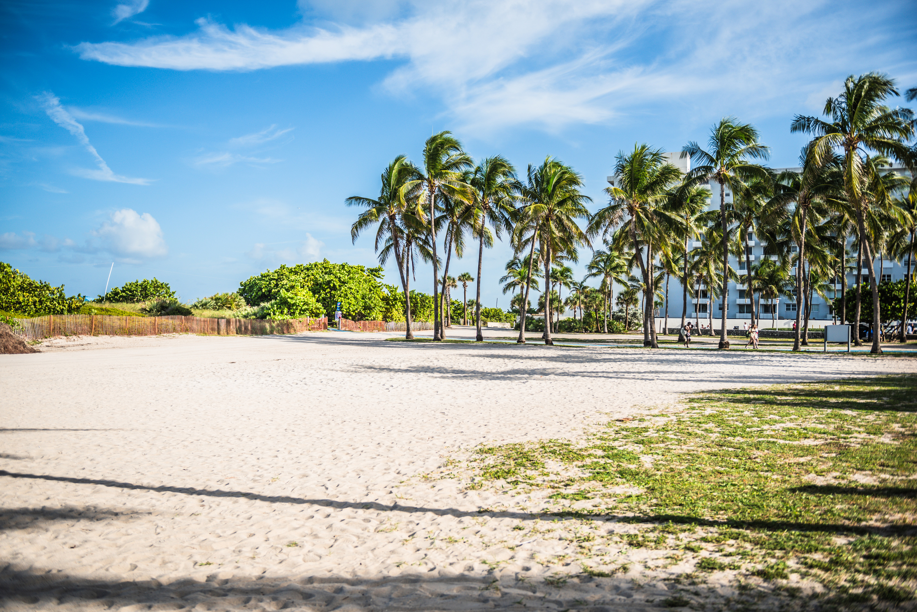 Empty sandy beach lined with palm trees